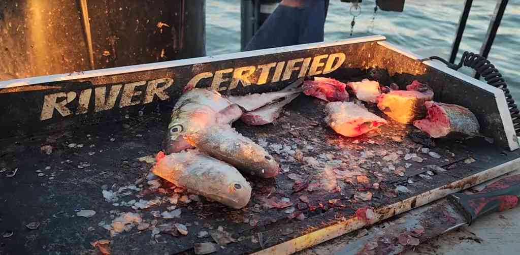 Chunks of fresh shad on a River Certified cutting board, ready for catfish bait.